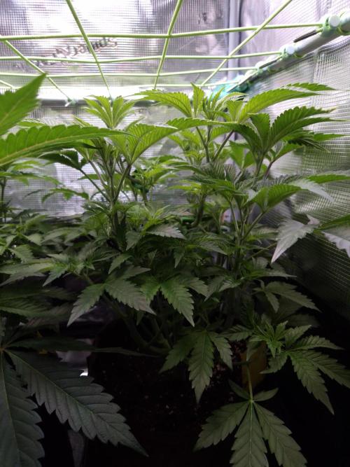 • Ocean Rosa •. Week 6 - D42