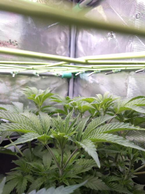 • Ocean Rosa •. Week 6 - D42