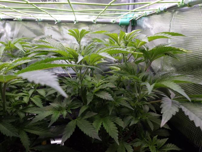 • Ocean Rosa •. Week 6 - D42