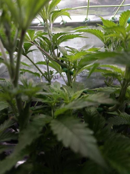 • Ocean Rosa •. Week 6 - D42