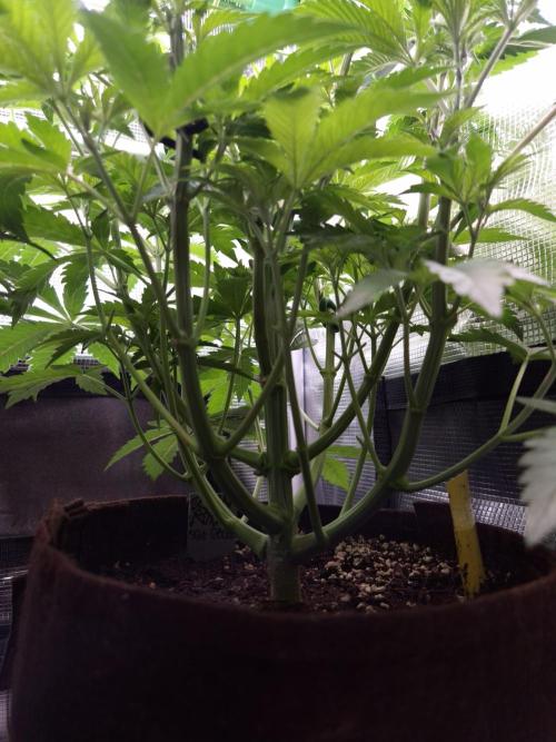 • Ocean Rosa •. Week 6 - D42