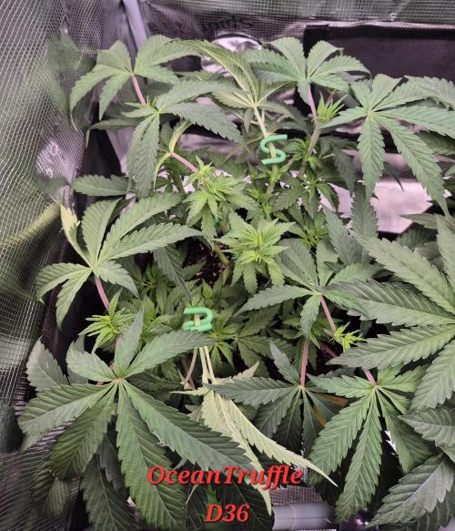 • Ocean Truffle •. Week 6