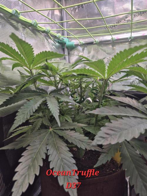 • Ocean Truffle •. Week 6