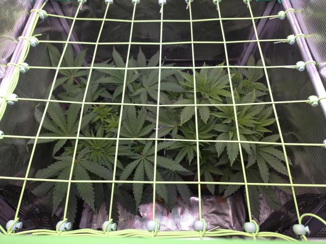 • Ocean Truffle •. Week 6