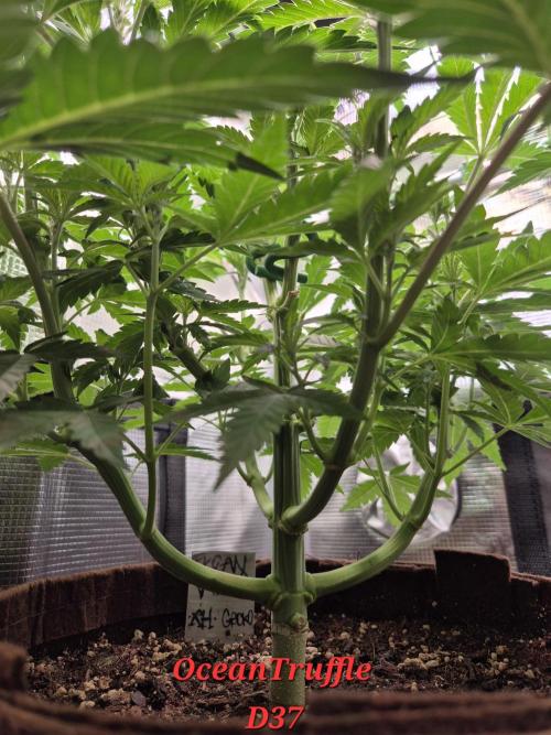 • Ocean Truffle •. Week 6