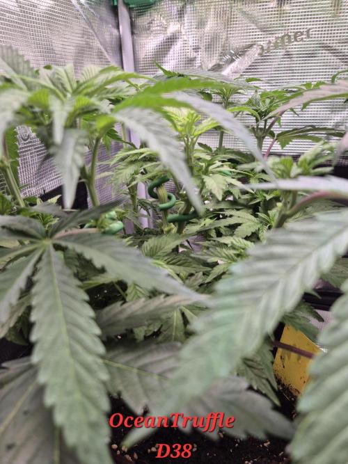 • Ocean Truffle •. Week 6