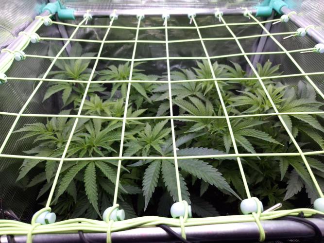 • Ocean Truffle •. Week 6 - D42