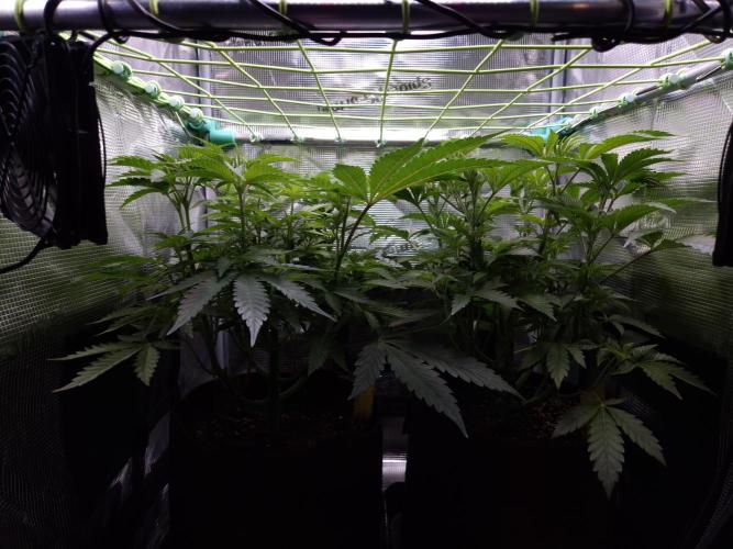 • Ocean Truffle •. Week 6 - D42