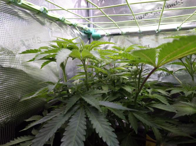 • Ocean Truffle •. Week 6 - D42