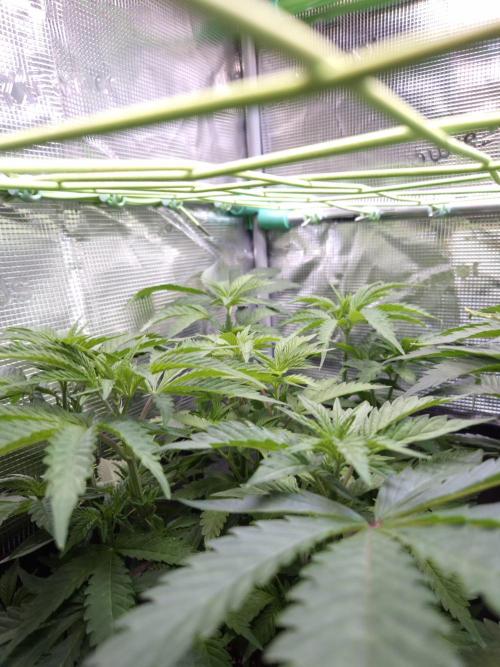 • Ocean Truffle •. Week 6 - D42