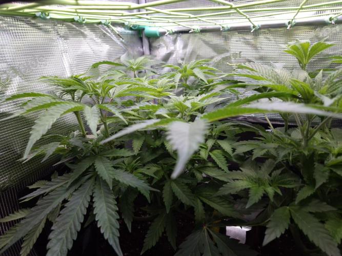 • Ocean Truffle •. Week 6 - D42