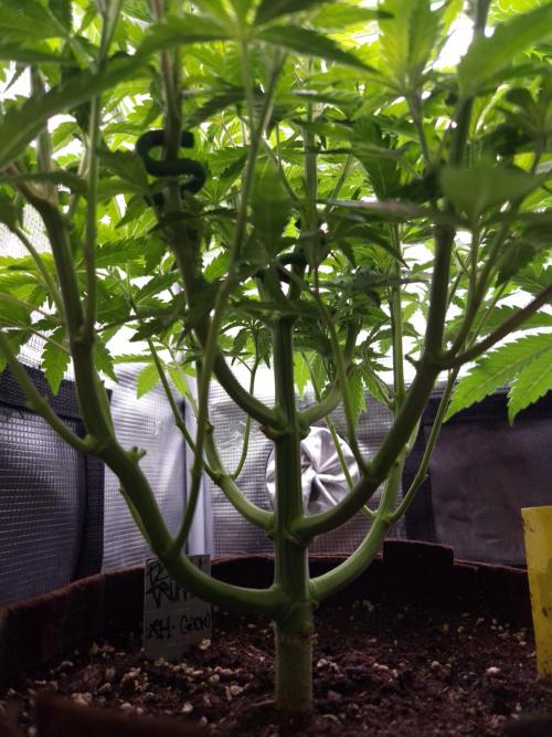 • Ocean Truffle •. Week 6 - D42