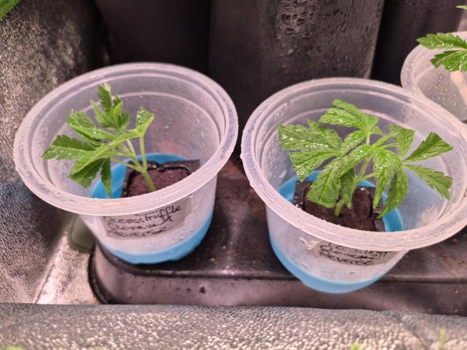 Micro-Reversal - Collodial Silver&STS. Week 1 - 2 OceanTruffle 