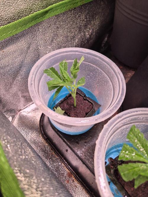 Micro-Reversal - Collodial Silver&STS. Week 1 - OceanTruffle#1