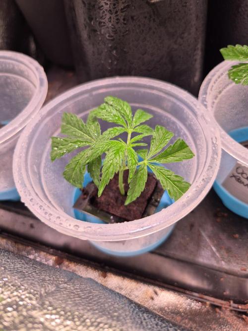 Micro-Reversal - Collodial Silver&STS. Week 1 - OceanTruffle#2