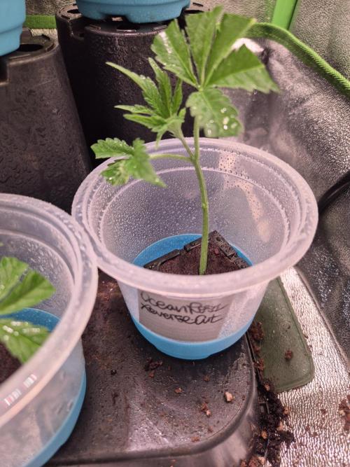 Micro-Reversal - Collodial Silver&STS. Week 1 - OceanRosa 
