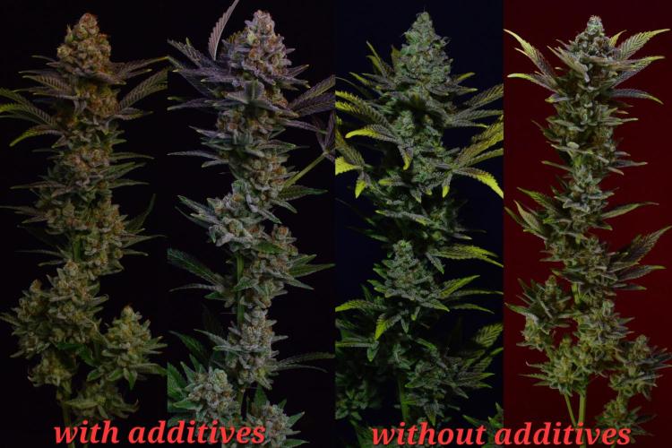 •LEMONITE • CLONES•. Week 17