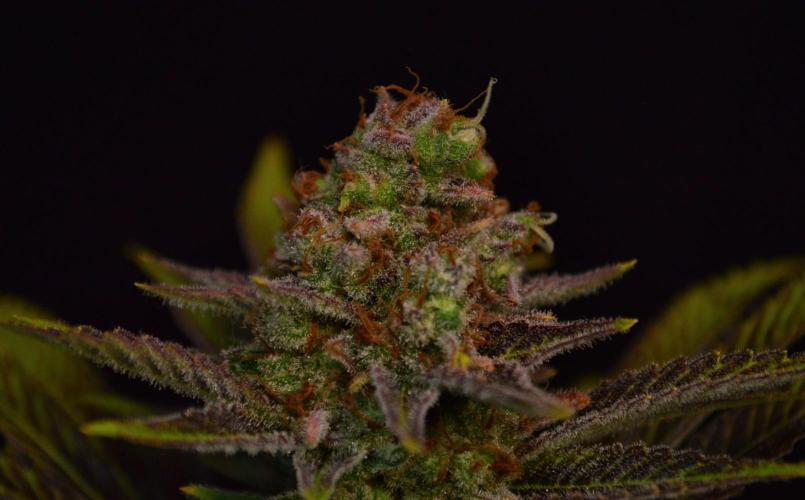 •LEMONITE • CLONES•. Week 17