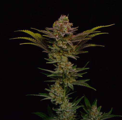 •LEMONITE • CLONES•. Week 17