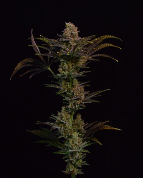 •LEMONITE • CLONES•. Week 17