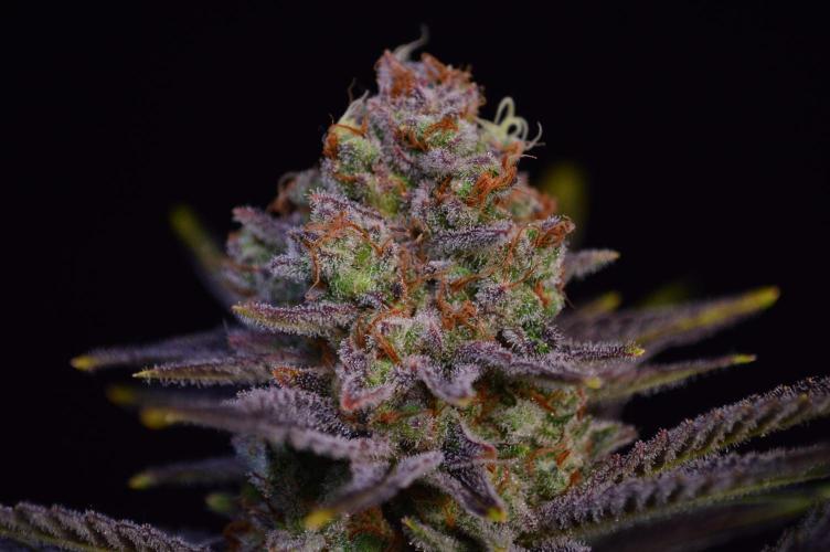 •LEMONITE • CLONES•. Week 17