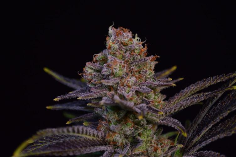 •LEMONITE • CLONES•. Week 17