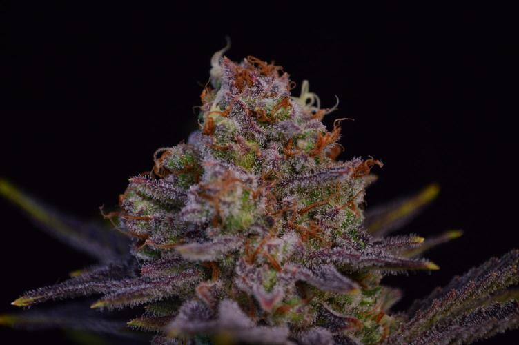 •LEMONITE • CLONES•. Week 17