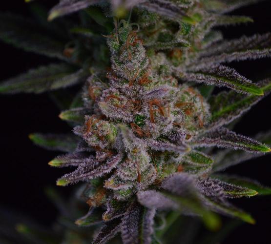 •LEMONITE • CLONES•. Week 17