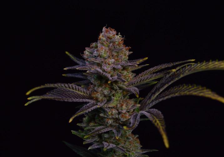 •LEMONITE • CLONES•. Week 17