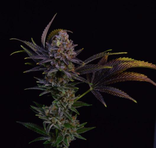 •LEMONITE • CLONES•. Week 17