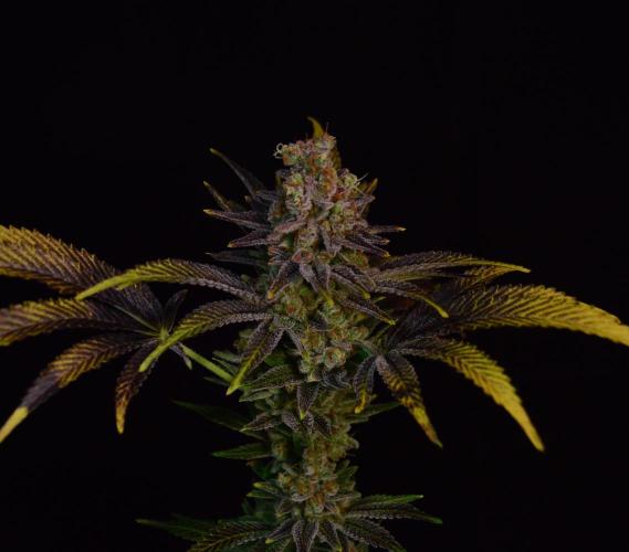 •LEMONITE • CLONES•. Week 17