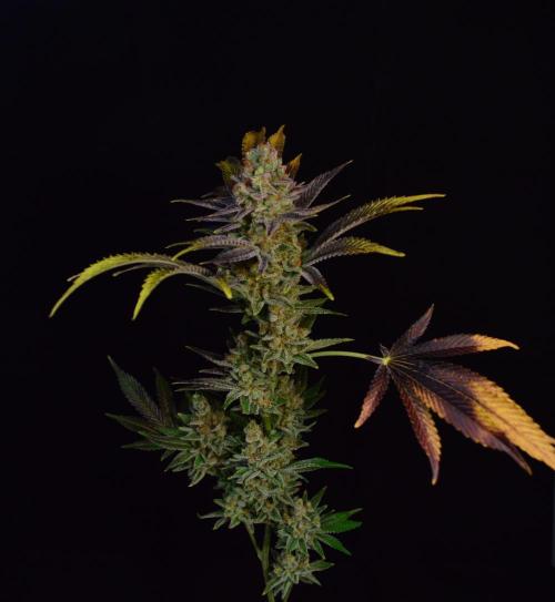 •LEMONITE • CLONES•. Week 17