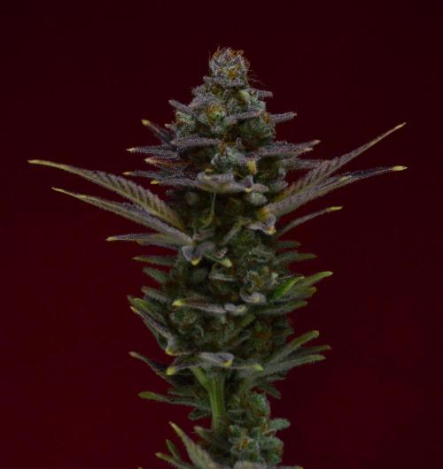 •LEMONITE • CLONES•. Week 17