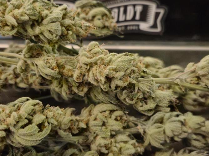 •LEMONITE • CLONES•. Week 17