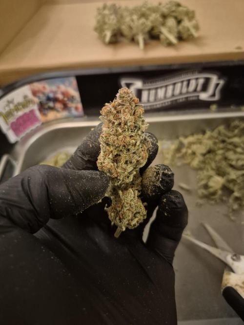 •LEMONITE • CLONES•. Week 17