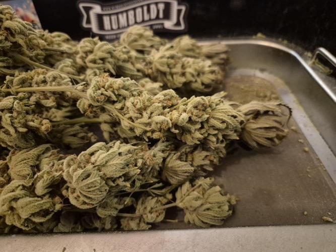 •LEMONITE • CLONES•. Week 17