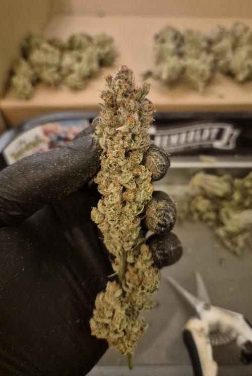 •LEMONITE • CLONES•. Week 17