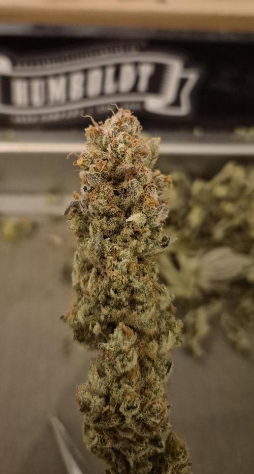 •LEMONITE • CLONES•. Week 17