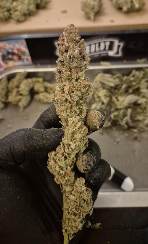 •LEMONITE • CLONES•. Week 17