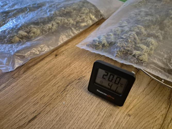 •LEMONITE • CLONES•. Week 17