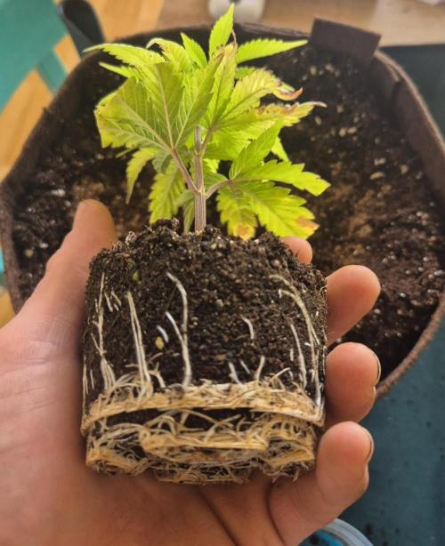 •OceanTruffle • Clones•. Week 4 - #2