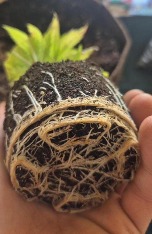 •OceanTruffle • Clones•. Week 4 - #2