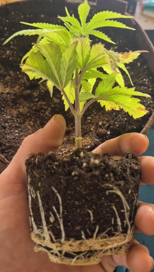 •OceanTruffle • Clones•. Week 4 - #2