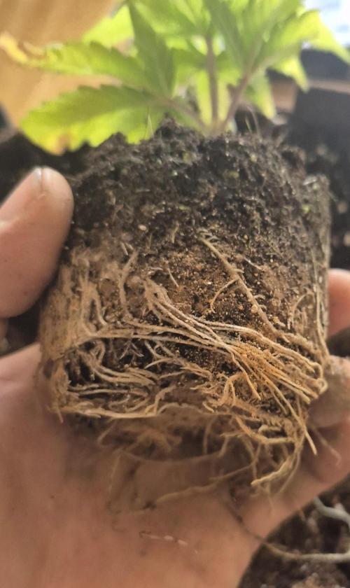 •OceanTruffle • Clones•. Week 4 - #2