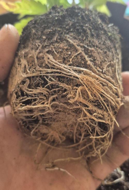 •OceanTruffle • Clones•. Week 4 - #2