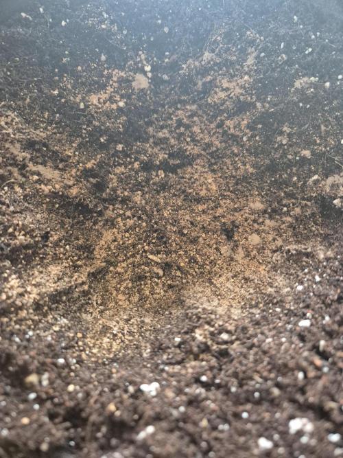 •OceanTruffle • Clones•. Week 4