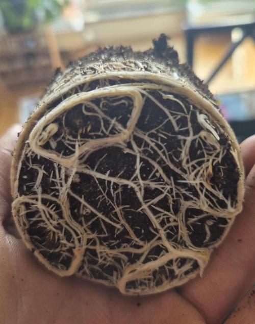 •OceanTruffle • Clones•. Week 4 - #1