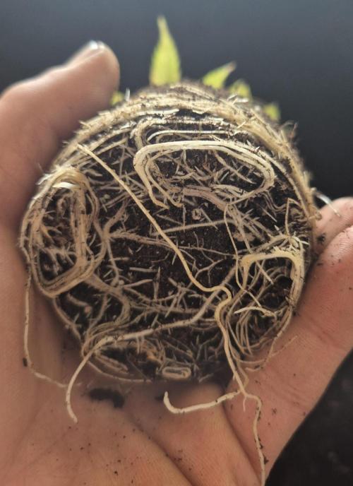 •OceanTruffle • Clones•. Week 4 - #1