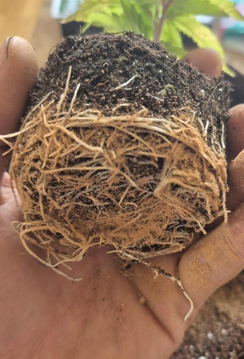 •OceanTruffle • Clones•. Week 4 - #1