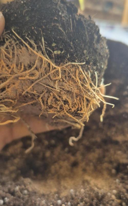 •OceanTruffle • Clones•. Week 4 - #1